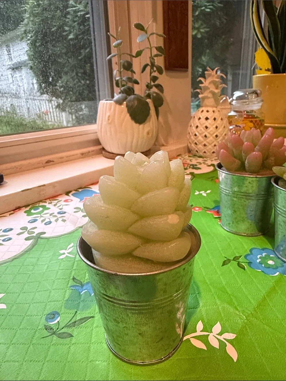 Set of 3 Pottery Barn Succulent Candles